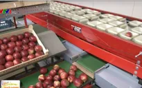 Cách bảo quản nông sản sau thu hoạch của nông dân châu Âu