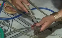 Xử lý trách nhiệm địa phương để xảy ra bơm tạp chất vào tôm