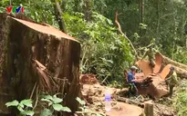 Mất rừng tự nhiên ở Tây Nguyên do buông lỏng quản lý