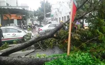 TP.HCM: Mưa lớn kéo dài khiến nhiều cây xanh ngã đổ