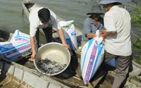 Ninh Thuận: Thả hơn 50.000 con cá giống xuống sông Dinh