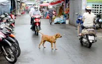 Hà Nội hiện đang có gần 500.000 con chó, mèo được nuôi