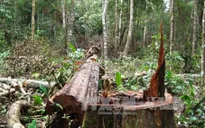 Đăk Nông thu hồi dự án du lịch gây mất rừng