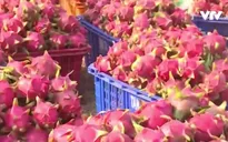 Việt Nam dự Hội chợ quốc tế trái cây và rau củ quả 2017 tại Berlin