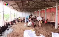 Thanh Hóa khắc phục môi trường sau ngập lụt
