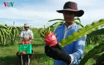 Thanh long xuất sang Australia được đánh giá cao