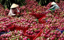 Thanh long chong đèn giảm giá sâu