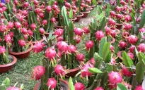 Nhật Bản đồng ý nhập khẩu thanh long Việt Nam