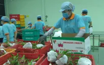 Việt Nam xuất khẩu thanh long tươi sang Australia