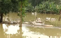 Nông nghiệp thiệt hại nặng nề do mưa lũ