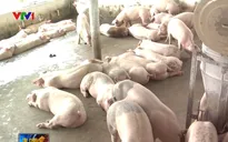 Đồng Nai đã tiêu thụ 85.000 con heo tồn