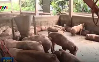 Giá thịt lợn tại Đồng Nai lại giảm sâu