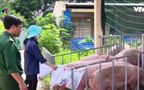 Bộ đội biên phòng Kiên Giang thu mua lợn hỗ trợ người dân