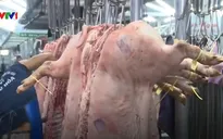 Diễn đàn xúc tiến xuất khẩu thịt lợn Việt Nam