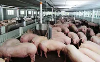 Chính phủ yêu cầu triển khai các giải pháp ổn định thị trường thịt lợn