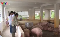 Thịt lợn an toàn, giá rẻ hút người tiêu dùng Vĩnh Phúc