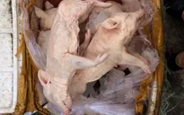 Quảng Ngãi: Phát hiện vụ vận chuyển lợn sữa chưa qua kiểm dịch