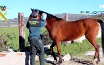 Châu Âu triệt phá đường dây tiêu thụ thịt ngựa bẩn