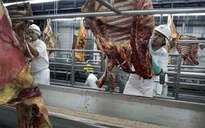 Chính phủ Brazil phát lệnh thu hồi thịt nghi vấn