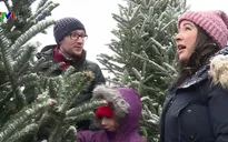 Thông Noel và ý nghĩa mùa Giáng sinh ở Mỹ