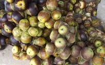 Nhớ mãi hương vị thốt nốt vùng Bảy Núi ở An Giang