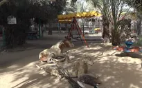 Thiếu tiền, sở thú duy nhất ở Dải Gaza đối mặt nguy cơ đóng cửa