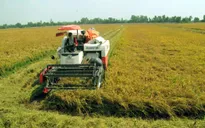 Giá lúa tăng nông dân thu lãi gần 20 triệu đồng 1ha