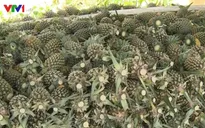 “Thông tin thương lái thu mua dứa non là không chính xác”