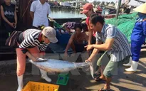 TT-Huế đã chi trả 500 tỷ đồng bồi thường thiệt hại sự cố môi trường