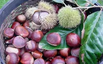 Những thực phẩm không nên ăn sống kẻo mang bệnh