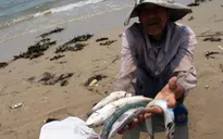 Phải chi trả dứt điểm cho người bị thiệt hại do Formosa trong tháng 6
