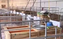 Doanh nghiệp công bố danh sách giải cứu lợn không đúng thực tế