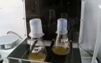 Phát hiện nguồn vi khuẩn mới để điều chế thuốc kháng sinh