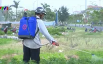 Người dân Phú Yên sống chung với mùi thuốc trừ sâu từ vườn hoa Tết