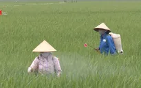 Hình thành và phát triển dịch vụ bảo vệ thực vật