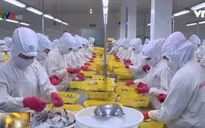 Sẽ chấm dứt sử dụng thức ăn chăn nuôi có kháng sinh