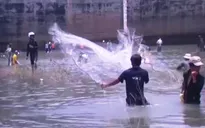 Người dân đổ xô bắt cá khi thủy điện đóng cửa xả
