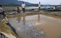 Những giải pháp hỗ trợ người dân bị thiệt hại khi thủy điện Hòa Bình xả lũ