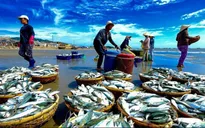 Nhiều biến động giá các mặt hàng thủy sản sau khi EU rút thẻ vàng