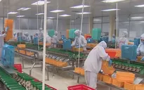 Nhiều doanh nghiệp thủy sản nguy cơ mất trắng hàng triệu USD