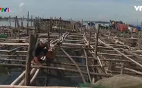 Thừa Thiên - Huế chủ động phòng chống dịch bệnh trên thủy sản