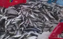 Sản lượng khai thác hải sản của Thừa Thiên Huế tăng cao nhờ Nghị định 67