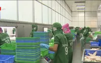 EU sẽ phối hợp chặt chẽ để sớm rút "thẻ vàng" cho thủy sản Việt Nam