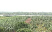 Sản xuất gặp khó khi không tích tụ ruộng đất