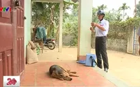 Khó khăn trong công tác tiêm phòng dại chó