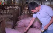 Phát hiện cơ sở giết mổ tiêm thuốc an thần cho gần 5.000 con lợn