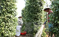 Tiêu chết, lại rớt giá thảm, nông dân điêu đứng