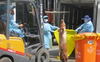 Phát hiện thêm lô lợn bị tiêm thuốc an thần ở lò Hòa Phú, TP.HCM