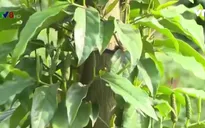 Gia Lai: Khuyến cáo nông dân không tự ý trồng tiêu lốt