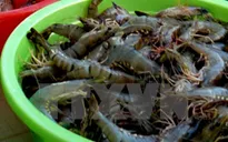 Thu giữ lượng lớn tôm bơm tạp chất
